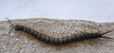 SCOLOPENDRA MORSITANS